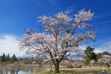 長野　青空と満開の桜