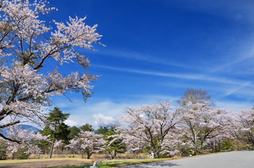 Naklejka premium 長野 青空と満開の桜