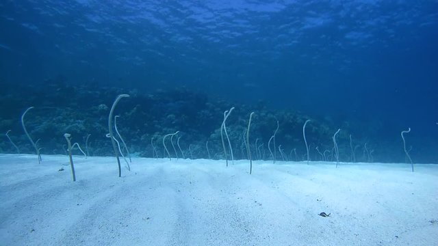 Group of Red Sea garden eels, Indo-Pacific garden eel or Spotted Garden Eel (Gorgasia sillneri) fed a passing plankton leaning out of the sandy bottom, then hide in the sand, Eel Garden 