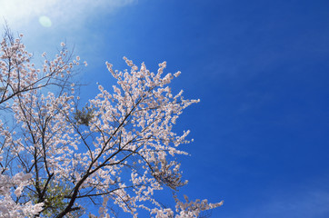 長野　青空と満開の桜の花