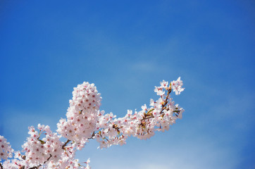 長野　青空と満開の桜の花