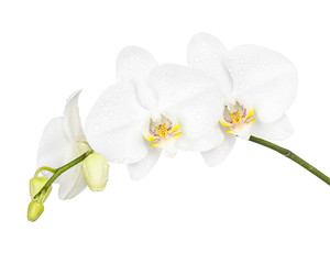 Fototapeta na wymiar Three day old white orchid isolated on white background. Closeup.