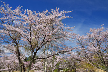 Obraz na płótnie Canvas 長野　青空と満開の桜の花