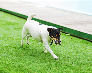 Fototapeta premium Jack Russell Terrier dog on nature background. Closeup.