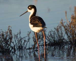 Black-necked stilt, seen in a North California marsh