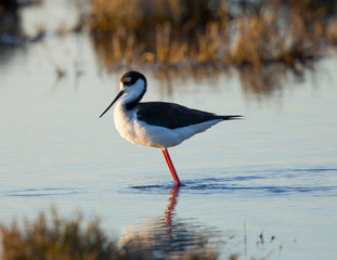 Black-necked stilt, seen in a North California marsh