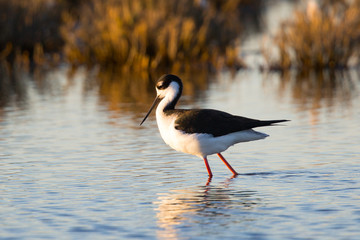 Black-necked stilt, seen in a North California marsh