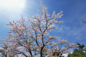 長野　青空と満開の桜の花