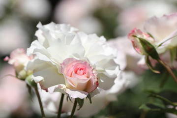 薔薇（マチルダ）