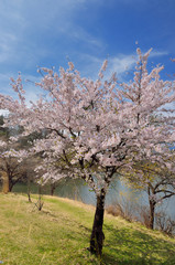 Fototapeta premium 長野 青空と満開の桜の花