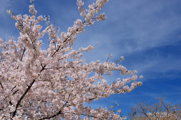 長野　青空と満開の桜の花