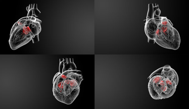 3D Rendering Of The Heart Valve