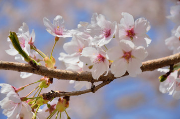 長野　満開の桜の花