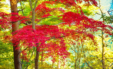 Autumn Forest in Yoshino, Nara, Japan