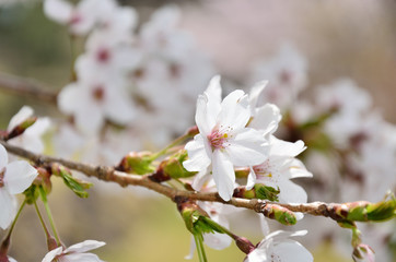長野　満開の桜の花