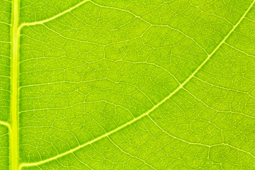 Leaf texture background for design with copy space for text or image. Leaf motifs that occurs natural.