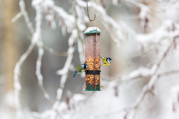 Two Blue tits who eat nuts in a bird feeder in the garden © Lars Johansson