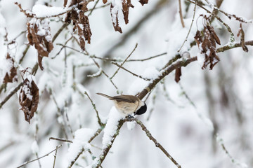 Marsh tit sitting on a snowy branch