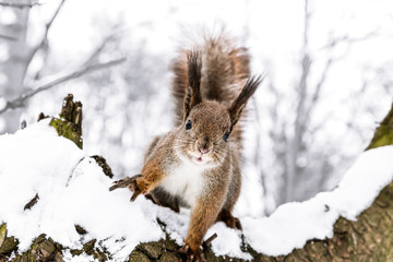 Naklejka na ściany i meble curious little squirrel stretches forward on snowy tree trunk in winter forest