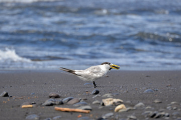 Greater crested tern, sea bird, Polynesia 