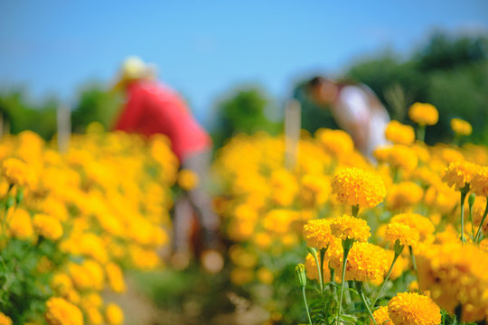 Blur image style. Thai women worker is harvesting Marigold flowers at the farm in Thailand. Photo taken on: 28 N