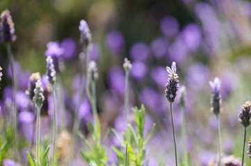 Fototapeta premium Lavender flowers in Cape Town, South Africa.
