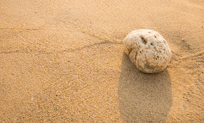 Fototapeta na wymiar shell on the beach at sunset time