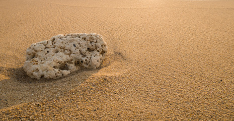 shell on the beach at sunset time