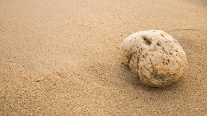 Fototapeta na wymiar shell on the beach at sunset time.