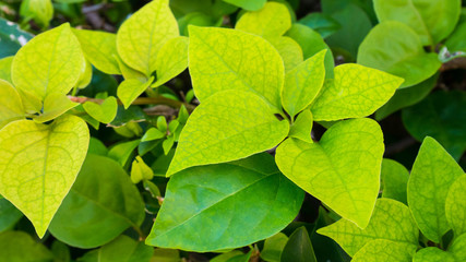 Green leaf in the garden.