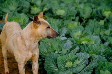 Thai dog at cabbage farm on highlands of Phetchabun District, Thailand.Photo taken on: 29 November , 2016