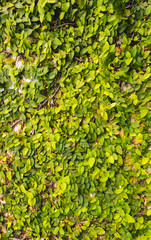 Mexican daisy plant on wall background.