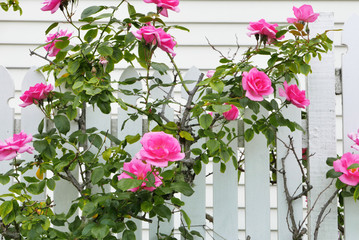 Fototapeta na wymiar 白い柵とピンクの薔薇