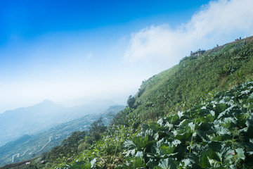 Obraz premium Top view of cabbage farm of village houses among green trees at highlands of Phetchabun District, Thailand.Photo taken on: 29 November , 2016