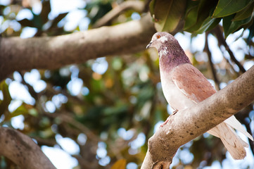 Red pigeon bird on the branches of a tree