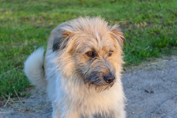 Dog on the sandy road 