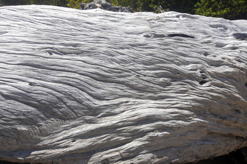 large trunk washed up from the sea and sun dried, Amoronia orang