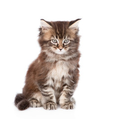 Obraz premium Portrait small maine coon cat. isolated on white background