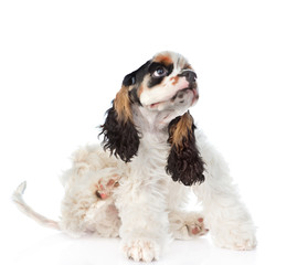 Cocker Spaniel puppy scratching. isolated on white background