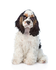 Cocker Spaniel puppy sitting in front view. isolated on white 