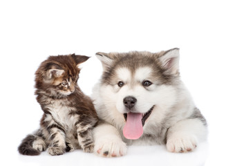 small maine coon cat looking looking at a alaskan malamute dog. isolated on white