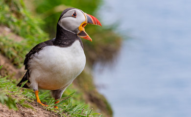 Puffins / Papapageitaucher auf Skomer Island  in Wales UK