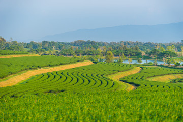 Fototapeta na wymiar Green tea terraces pattern, Chiang Rai, Thailand