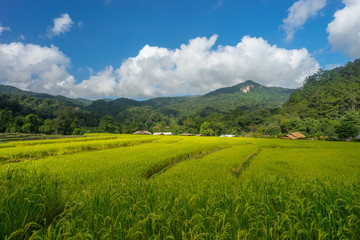 Fototapeta premium Rice field at Inthanon mountain, Chiang Mai, Thailand