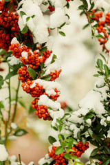 Rowan branch under snow in the winter. Selective focus.