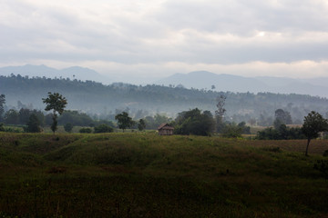 Mung bean crop, Salunkwadi, Ambajogai, Beed, tak,thailand