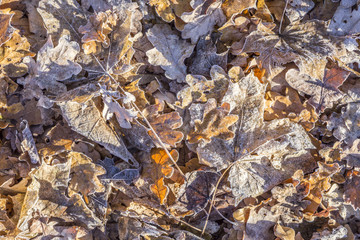 leaves at the earth in harmonic pattern