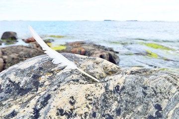 White feather on a coastal rock