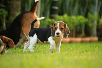 beagle dog and family outdoors