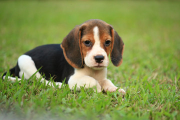 beagle dog and family outdoors